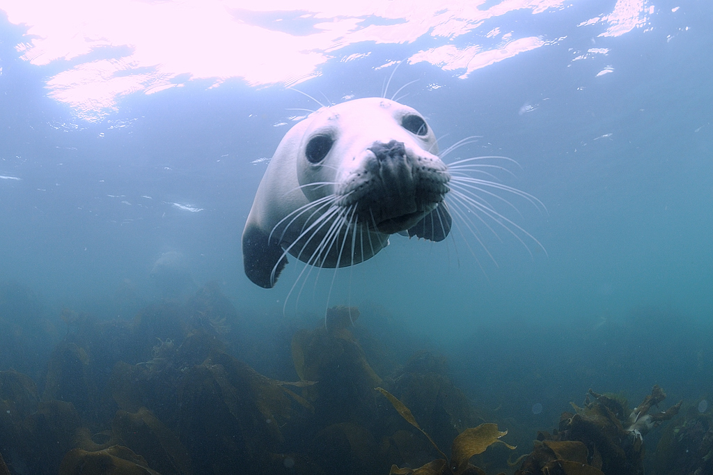 Scuba Diving, Seals, Farne Islands
