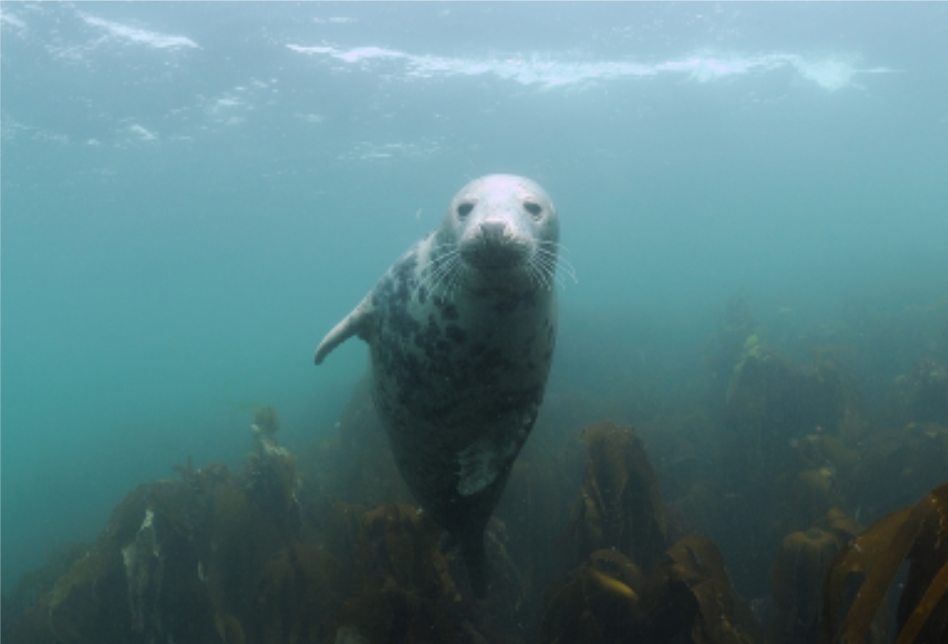 farnes-seal